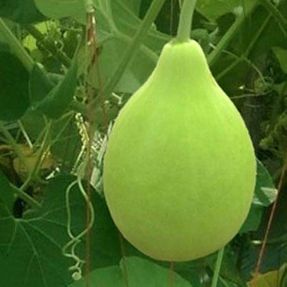 Kochi Lau(Bottle Gourd)(1 Piece)