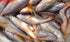 Poa Bhola(500 gm)