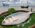 Bangladeshi Padma er Ilish(1.4-1.5 Kg)