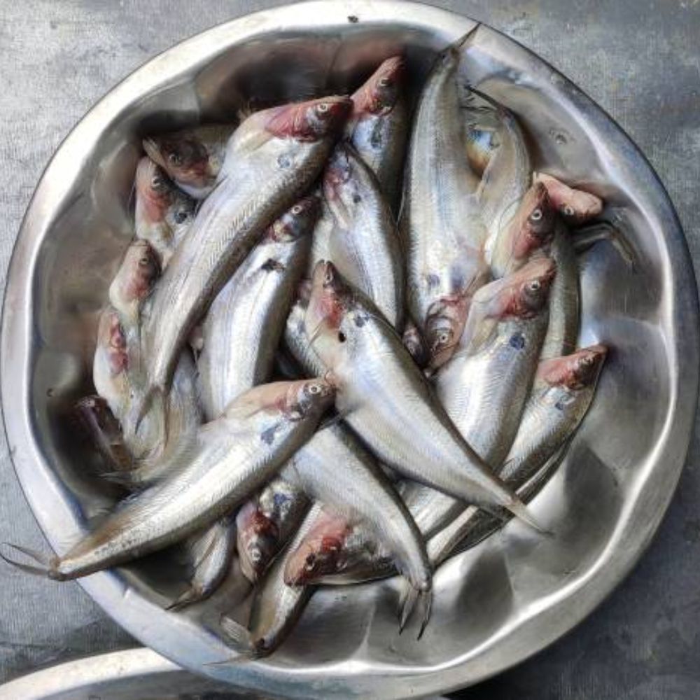 Pabda Sunderbans (10-15 Pieces in 500gm)